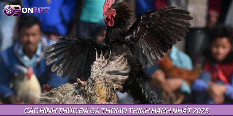 Các hình thức đá gà Thomo thịnh hành nhất 2025 Các hình thức đá gà Thomo thịnh hành nhất 2025