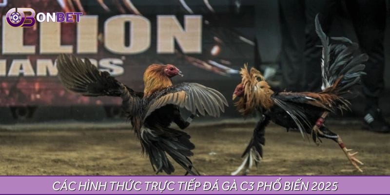 Các hình thức trực tiếp đá gà C3 phổ biến 2025 Các hình thức trực tiếp đá gà C3 phổ biến 2025