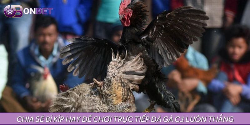 Chia sẻ bí kíp hay để chơi trực tiếp đá gà C3 luôn thắng Chia sẻ bí kíp hay để chơi trực tiếp đá gà C3 luôn thắng