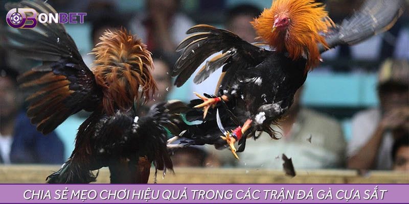 Chia sẻ mẹo chơi hiệu quả trong các trận đá gà cựa sắt Chia sẻ mẹo chơi hiệu quả trong các trận đá gà cựa sắt