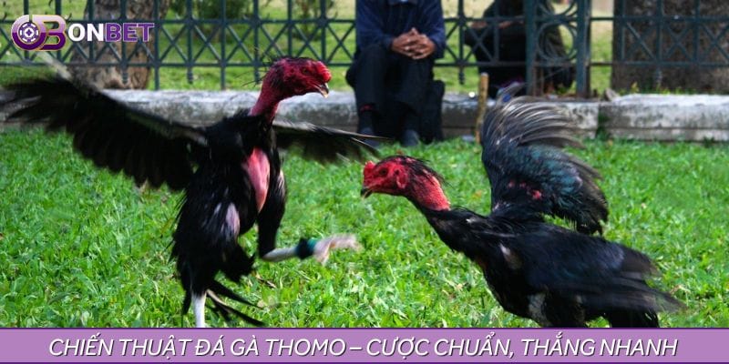 Chiến thuật đá gà Thomo – Cược chuẩn, thắng nhanh chóng Chiến thuật đá gà Thomo – Cược chuẩn, thắng nhanh chóng