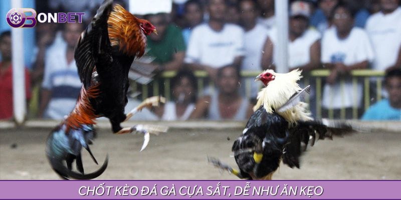 Chốt kèo đá gà cựa sắt, dễ như ăn kẹo Chốt kèo đá gà cựa sắt, dễ như ăn kẹo