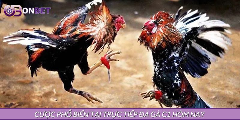 Các loại hình trực tiếp đá gà C1 hôm nay hấp dẫn nhất 2025 Các loại hình trực tiếp đá gà C1 hôm nay hấp dẫn nhất 2025