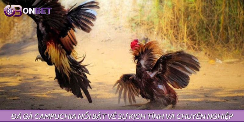 Đá gà Campuchia nổi bật về sự kịch tính và chuyên nghiệp Đá gà Campuchia nổi bật về sự kịch tính và chuyên nghiệp
