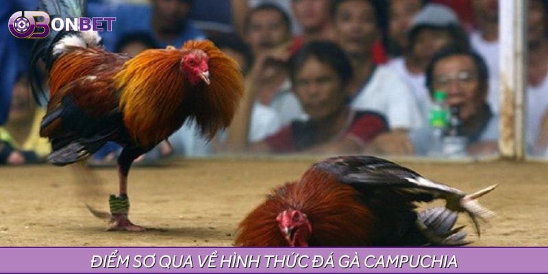 Điểm sơ qua về hình thức đá gà Campuchia Điểm sơ qua về hình thức đá gà Campuchia