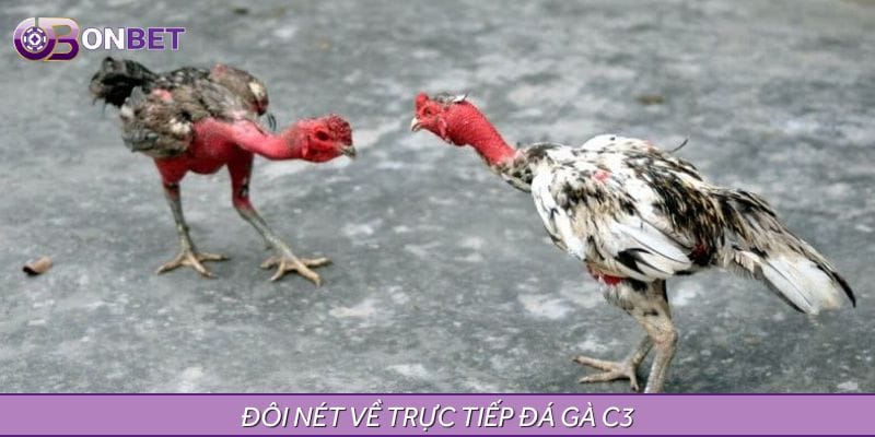 Đôi nét về trực tiếp đá gà C3 Đôi nét về trực tiếp đá gà C3