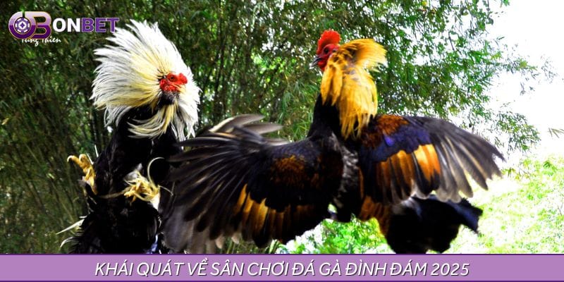 Khái quát về sân chơi đá gà đình đám 2025 Khái quát về sân chơi đá gà đình đám 2025