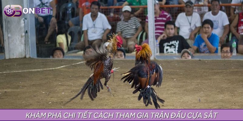 Khám phá chi tiết cách tham gia trận đấu cựa sắt Khám phá chi tiết cách tham gia trận đấu cựa sắt