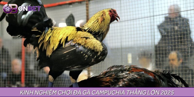 Kinh nghiệm chơi đá gà Campuchia thắng lớn 2025 Kinh nghiệm chơi đá gà Campuchia thắng lớn 2025