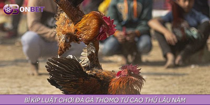 Luật chơi đá gà Thomo từ cao thủ lâu năm Luật chơi đá gà Thomo từ cao thủ lâu năm
