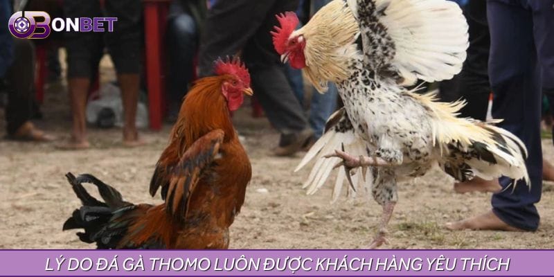 Lý do đá gà Thomo luôn được khách hàng yêu thích Lý do đá gà Thomo luôn được khách hàng yêu thích