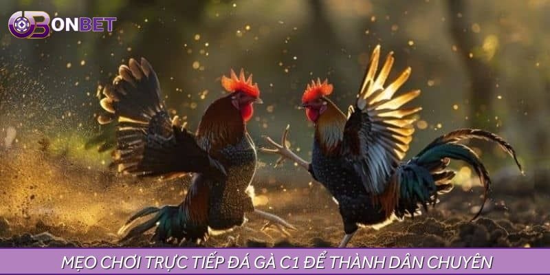 Chia sẻ mẹo chơi Trực tiếp đá gà C1 hôm nay để thành dân chuyên Chia sẻ mẹo chơi Trực tiếp đá gà C1 hôm nay để thành dân chuyên