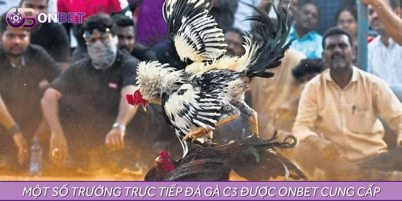 Một số trường trực tiếp đá gà C3 được ONBET cung cấp Một số trường trực tiếp đá gà C3 được ONBET cung cấp