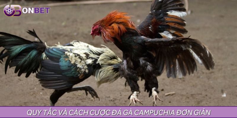 Quy tắc và cách cược đá gà Campuchia đơn giản Quy tắc và cách cược đá gà Campuchia đơn giản